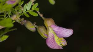 Image result for Ormocarpum trichocarpum