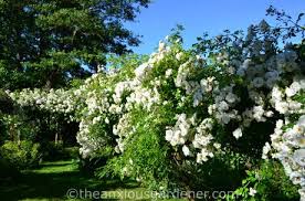 Клематис эмпресс с1 (clematis empress). The Priory In June Paperblog
