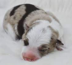 Mother is an abca registered border collie and father is an akc standard poodle. Arya Red Merle Female Border Collie Bordoodle Maremma Puppies For Sale