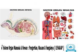 Sistem saraf hewan 1 sistem saraf hewan 2 cefalisasi evolusi otak. Sistem Organ Manusia Hewan Pengertian Macam Fungsinya