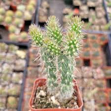Image result for Austrocylindropuntia