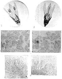 Image result for Pavetta redheadii