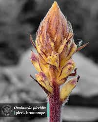 Image result for Orobanche