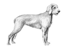 Image result for slovenský ohař hrubosrstý