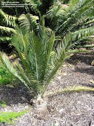 Image result for Encephalartos umbeluziensis