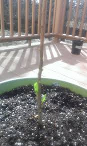 In several instances i know of, the. Apple Seedling Dying