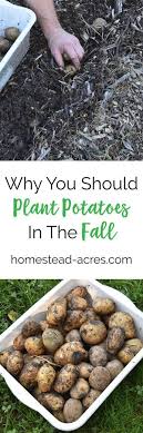 Planting Potatoes How To Plant Potatoes In The Fall Planting Potatoes Fall Garden Vegetables Fall Vegetables