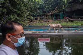 Astonishing kuala lumpur and genting highlands tour. Safe Fun Time For Families Keen To Chase Away Cmco Blues At Newly Reopened Zoo Negara Sunway Lagoon Malaysia Malay Mail