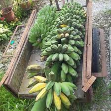 Jadi tunjukkan kami mana baja terbaik? Baja Khas Pokok Pisang Original 1kg Shopee Malaysia