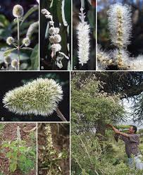 Image result for Cyathula polycephala