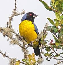 Pin On Amazing Tanagers
