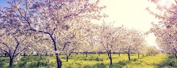 The later the trees are planted, however, the slower they will begin to grow. Native Flowering Fruit Trees Homestead Gardens