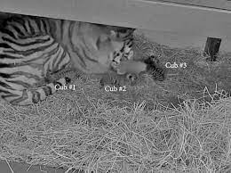 The cubs were born to mother mazyria (aka mazy. Cute Alert Toronto Zoo Announces Birth Of 3 Endangered Amur Tiger Cubs Toronto Times