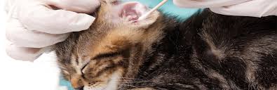 Outside of your cat's diet, pet owners can use olive oil to prevent ear infections, according. How To Clean Your Cat S Ears Properly My Pet Needs That