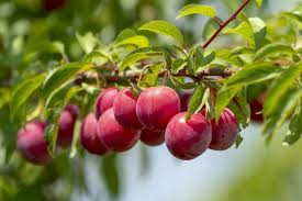 Using flowering plum trees in your garden. Plums How To Plant And Grow Plum Trees In Your Garden The Old Farmer S Almanac