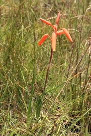 Image result for Aloe plowesii