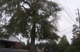 Tree Removal And Clean Up By Omar And Brothers Http Www Kudzu Com M Omar Brothers 19223737 Tree Removal Tree Plants