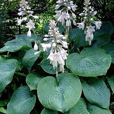 Check out all bestselling seeds & garden tools paintings for affordable prices. Elegans Hosta Elegans Plantain Lily American Meadows
