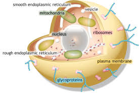 Check spelling or type a new query. Biology Assignment 1 Differences Between Prokaryotic And Eukaryotic Cells Citycollegewilson