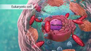 10 915 animal cell stock video clips in 4k and hd for creative projects. Biology Cell Structure I Nucleus Medical Media Youtube