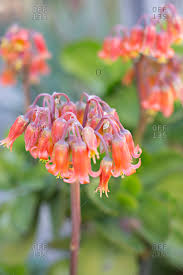 We did not find results for: Red Bell Shaped Flowers In Garden Stock Photo Offset