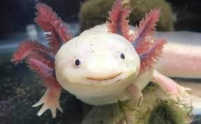 Energi ikan diperlukan utk : 10 Contoh Haiwan Bernafas Melalui Kulit Tarahap