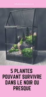 Selection De 5 Plantes Pouvant Survivre Dans Le Noir Ou Presque Terrarium De Mousse Plante Idees De Jardinage