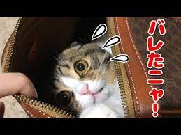 飼い主さんが荷物をまとめようとしていたら なにやらひとりでにカバンが動き始めました 一体何が入っているの しばらくするとそこから見えたのは肉球 スコティッシュフォールドちゃんが入っていたようです 飼い主さんも思わず笑ってしまいます このままお