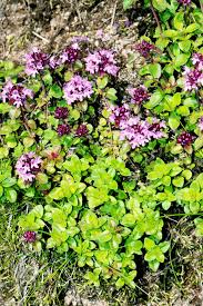 Image result for Achyrospermum ciliatum