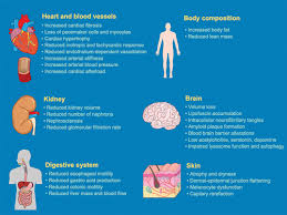 Image result for Body Composition Changes with Aging