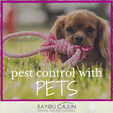 Get info on bayou cajun pest control. Bayou Cajun Pest Bayoucajunpest Twitter