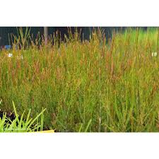 Image result for Melaleuca lateritia