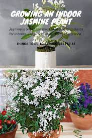 Growing An Indoor Jasmine Plant Jasmine Plant Indoor Jasmine Plant Plants