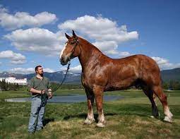 Clydesdales can grow to over 18 hands tall. Pin By Genevieve On Heavy Horses Horses Draft Horses Big Horses