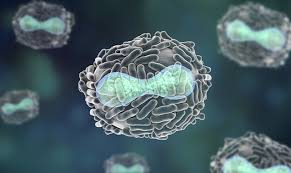 How to use this tool how to use this tool. Fda Approves Jynneos For Smallpox And Monkeypox In Adults