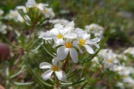 Image result for Lintonia nutans