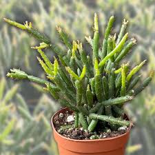 Image result for Rhipsalis