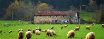 Image result for Casearia runssorica