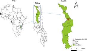 Image result for Satyrium amblyosaccos