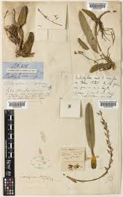 Image result for Bulbophyllum sandersonii