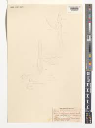 Image result for Aerangis hologlottis