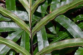 Image result for Pteris cretica