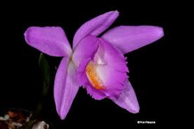 We did not find results for: Pleione Species