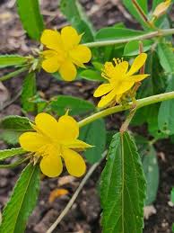 Image result for Corchorus schimperi