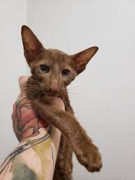 20190810 220911 Oriental Shorthair Kittens Cute Hairless Cat Oriental Shorthair Cats