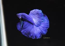 Reddit gives you the best of the internet in one place. Razer Royal Blue Halfmoon Betta Released Bettasplendid Com