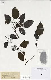 Image result for Metteniusaceae