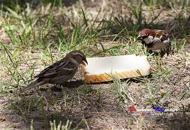 Auch Unter Den Sperlingen Gibt Es Streit Ums Essen Bis Jeder Seinen Platz Gefunden Hat Feldsperling Vogel Sperling Tiere Videoproduktion Videos