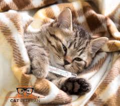 There is no medicine you'd have at home that you can safely give the cat and unless the fever is very high, there's no need for it. How Can I Tell If My Cat Has A Fever Use A Rectal Thermometer