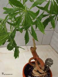 Image result for Cussonia zimmermannii